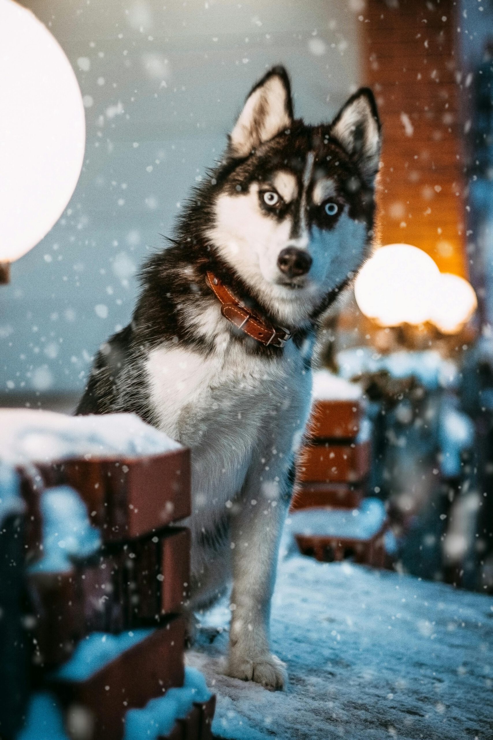 Charming Siberian Husky sitting in a snowy outdoor setting during twilight, surrounded by lamps.